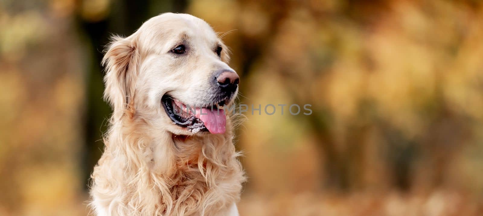 Golden retriever dog resting in autumn Park. Purebred doggy pet labrador lying in nature with tonque out