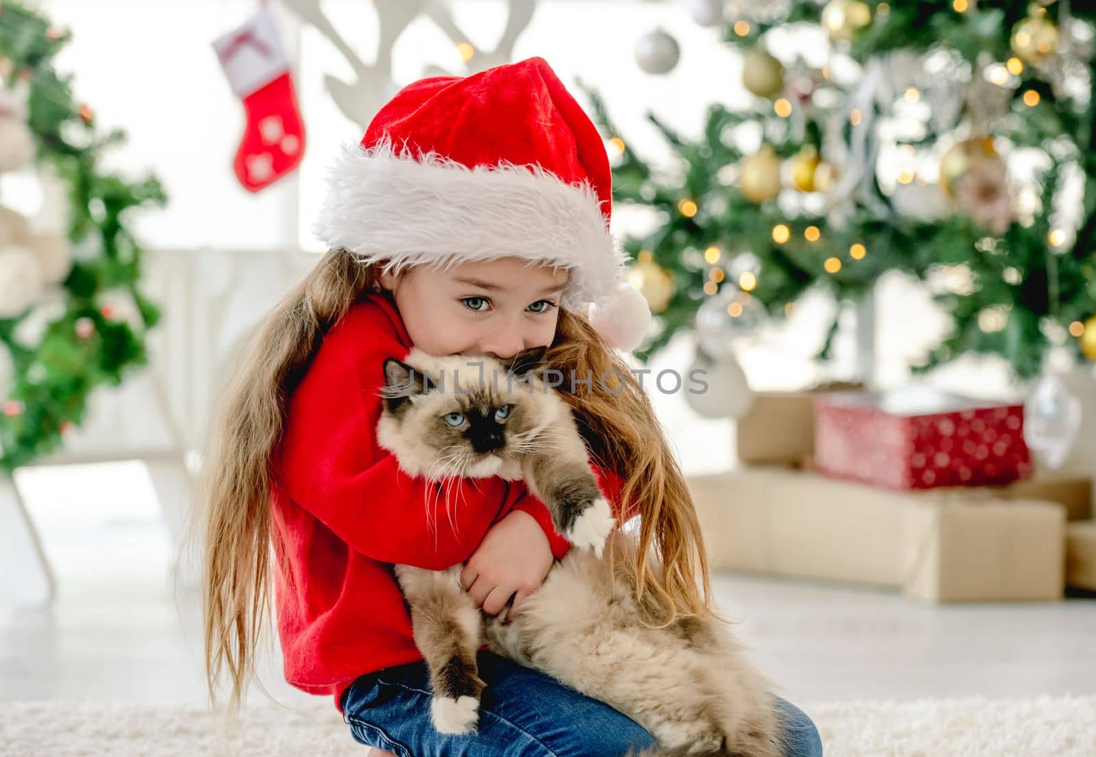 Child girl hugging ragdoll cat in Christmas time in room with decorated tree on background and smiling. Pretty kid wearing Santa hat with domestic animal at home in New Year