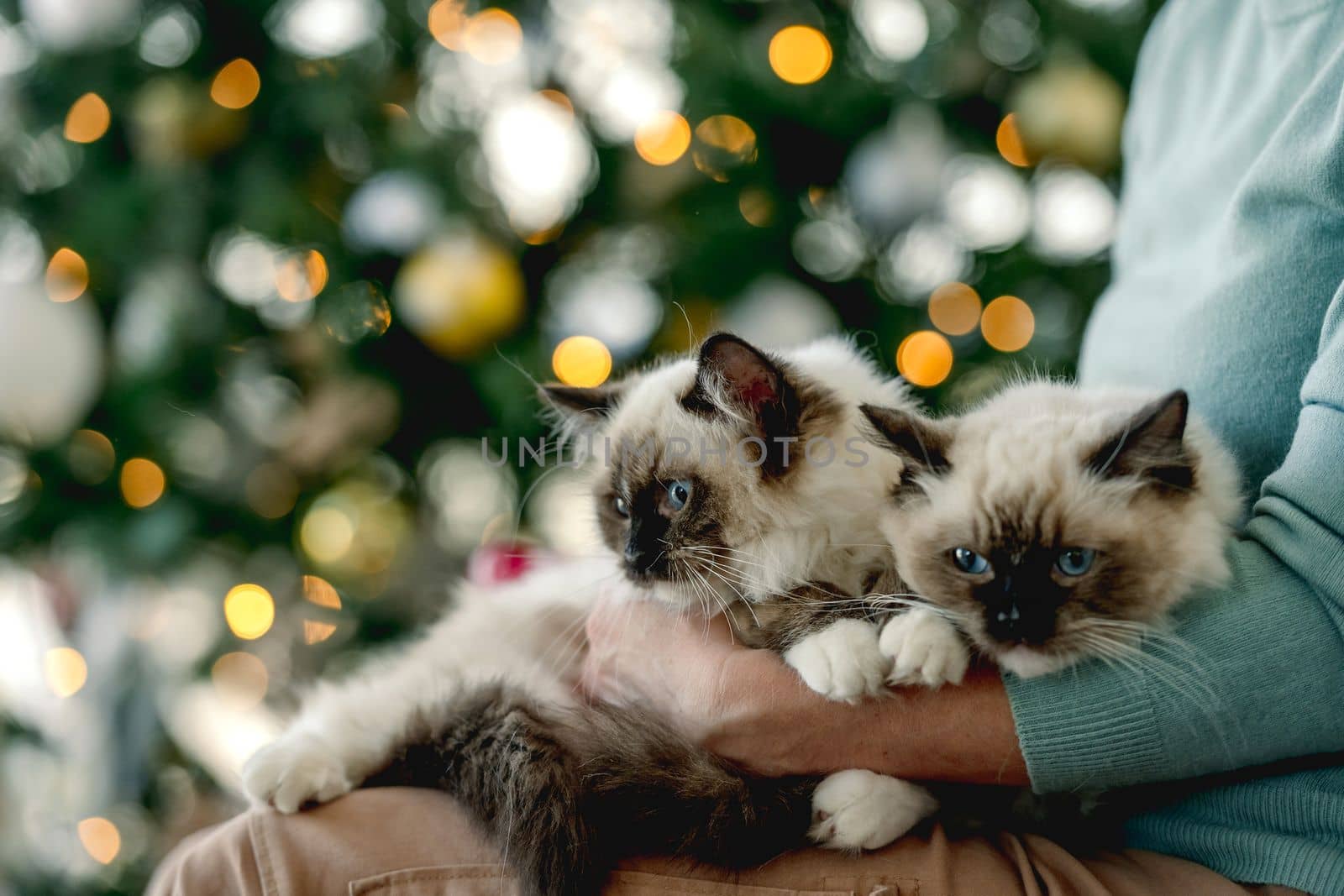 Girl with ragdoll kittens in Christmas time in room with decorated tree and lights on blurred background. Young woman with domestic kitty pets at home in New Year holidays