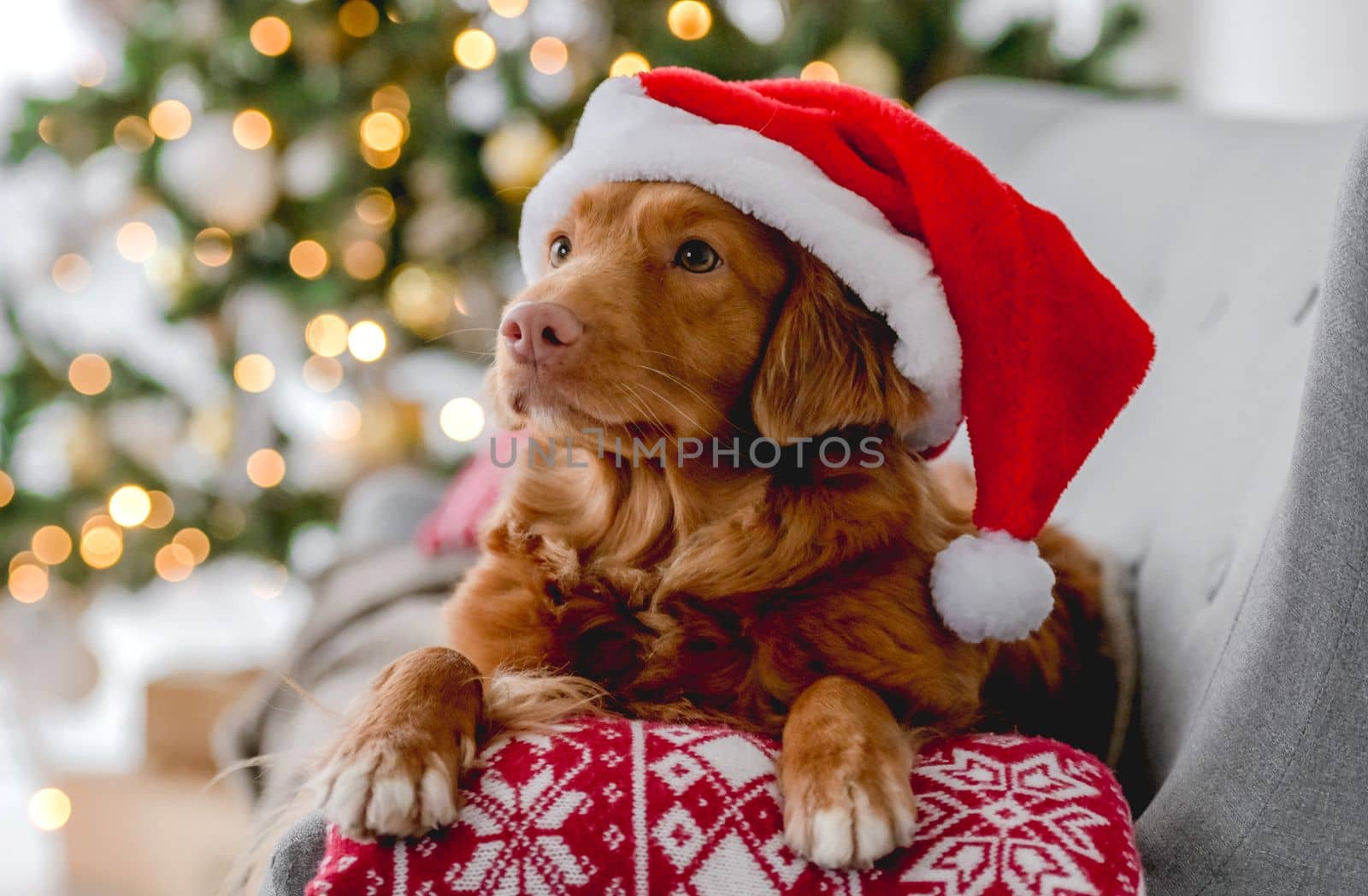 Toller retriever dog in Christmas time wearing Santa hat lying on sofa at home with New Year festive decoration tree and lights. Doggy pet and Xmas atmosphere