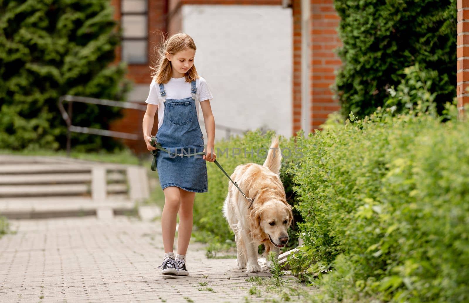 Preteen girl wearing jeans dress with golden retriever dog walking outdoors in summertime. Pretty kid petting fluffy doggy pet in city