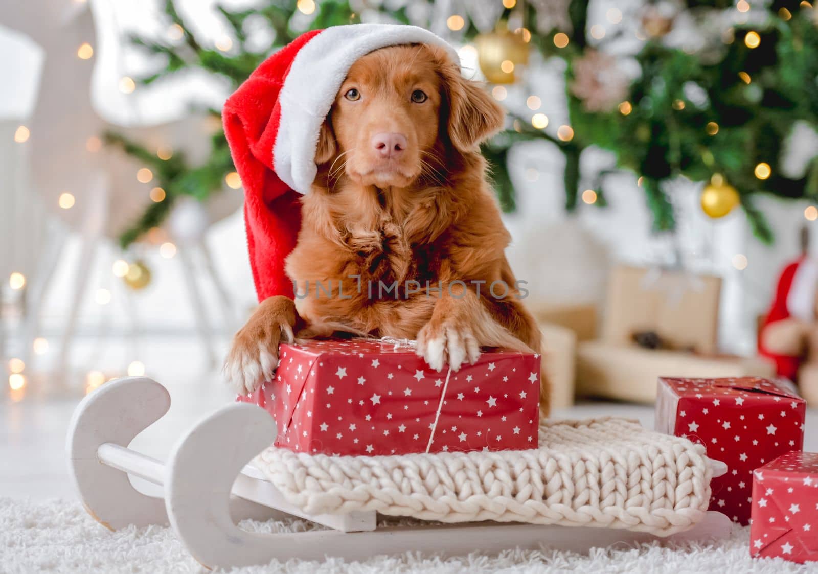 Toller retriever dog wearing Santa hat in Christmas time lying on sled at home with New Year festive decoration and gifts. Doggy pet and magic Xmas atmosphere