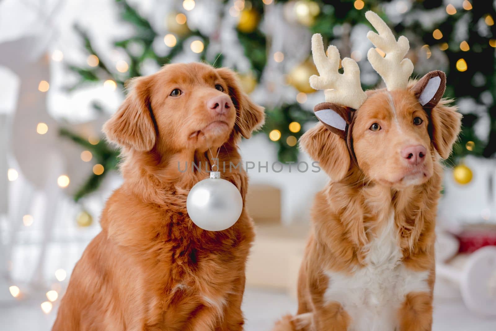 Two toller retriever dogs in Christmas time wearing deer horns and holding New Year ball at home with festive decoration and tree. Doggy pets and Xmas atmosphere