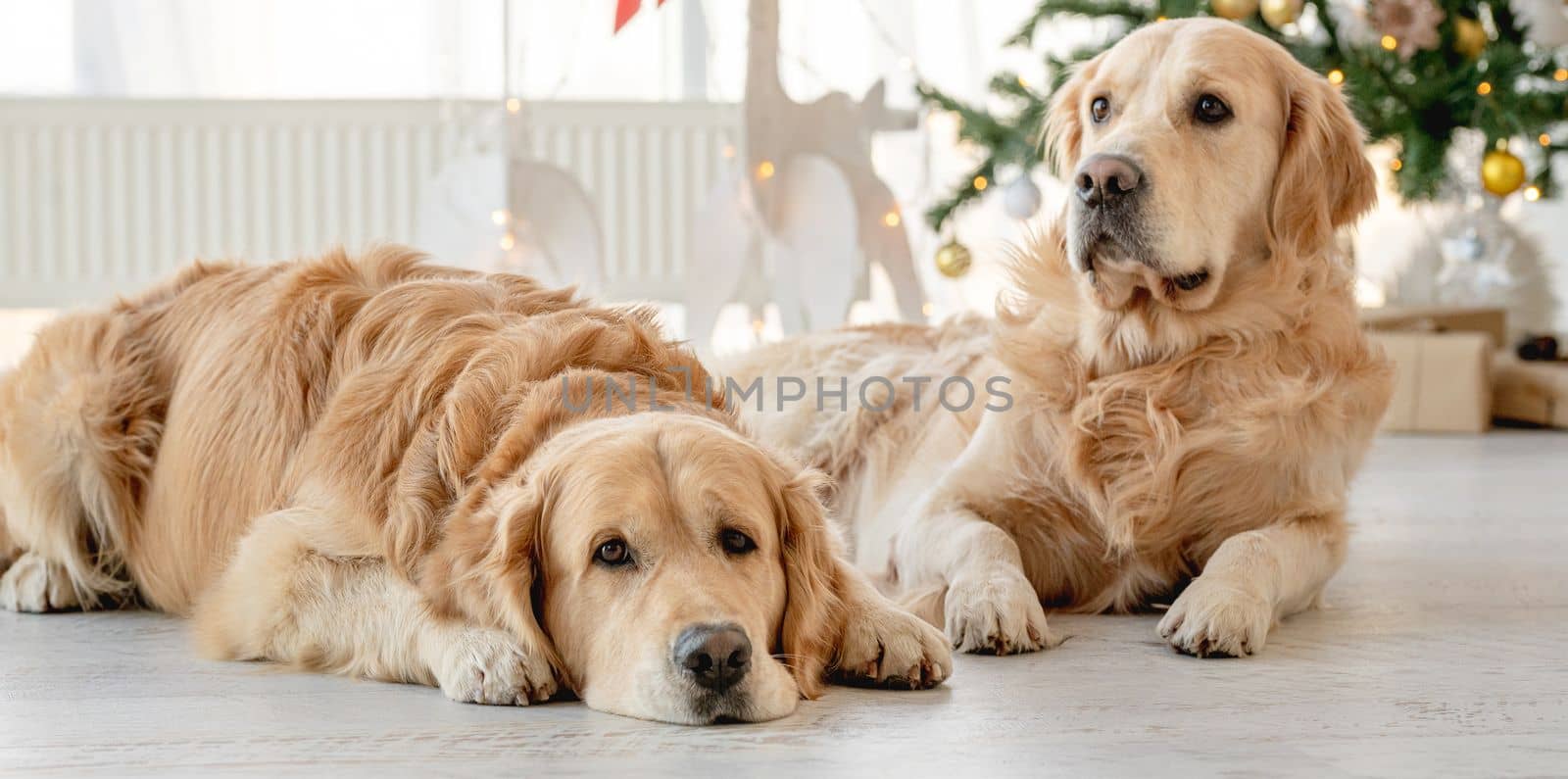 Golden retriever dogs in Christmas time lying on floor with XMas festive tree on background. Purebred doggy pets on New Year holidays