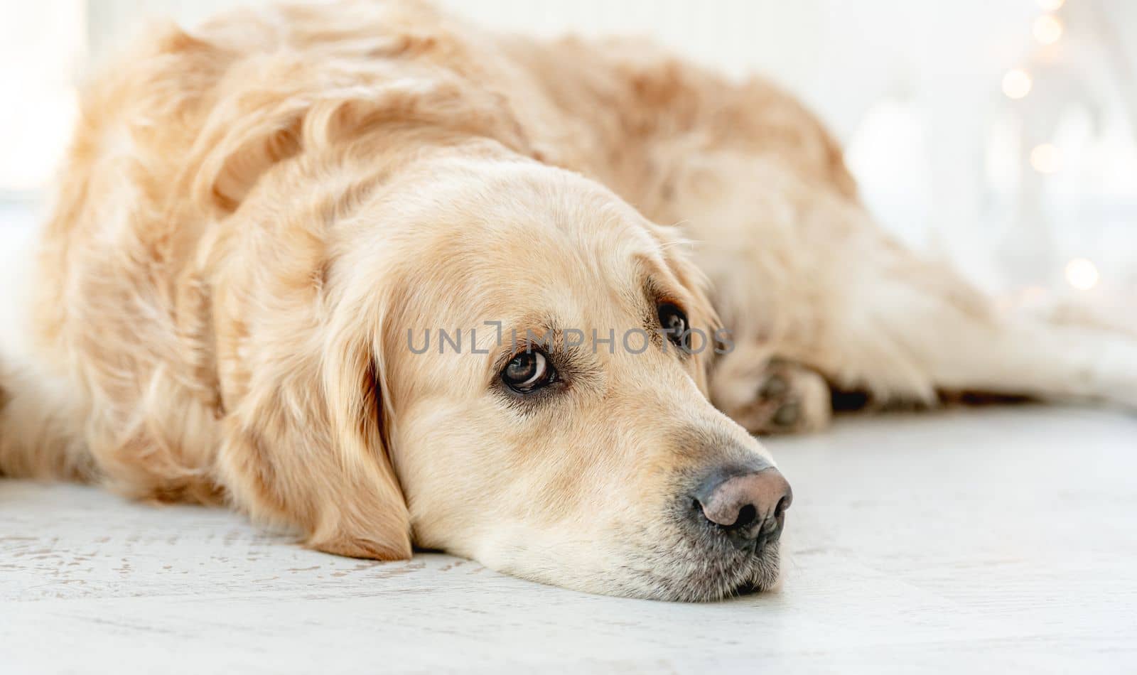 Golden retriever dog resting at home closeup portrait. Purebred doggy pet labrador lying on floor