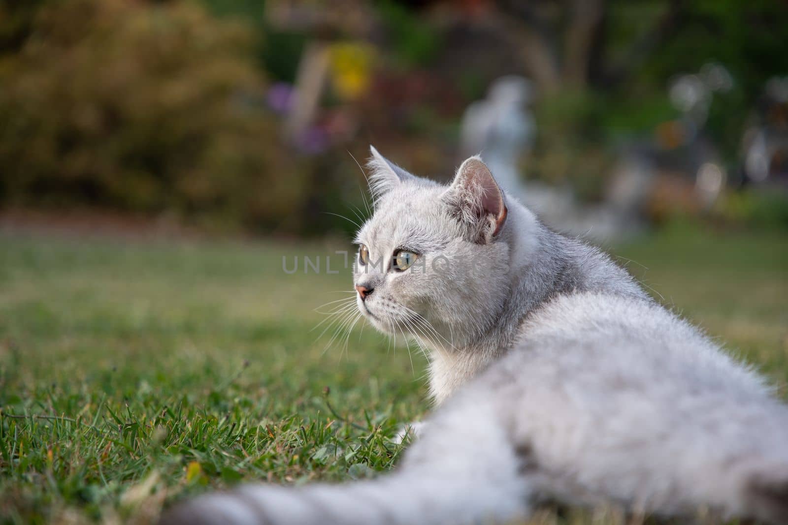 cute light gray scottish kitten lies peacefully on a green lawn and enjoy, peaceful life on earth. High quality photo