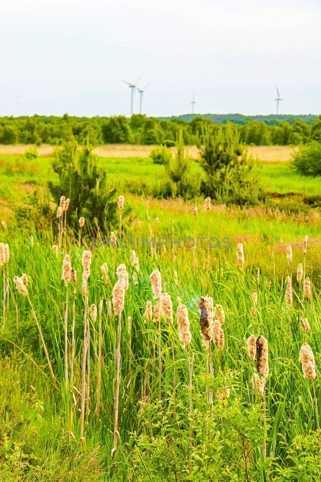 Beautiful fields and meadows landscape panorama in the north in Pipinsburg in Geestland Cuxhaven Lower Saxony Germany.