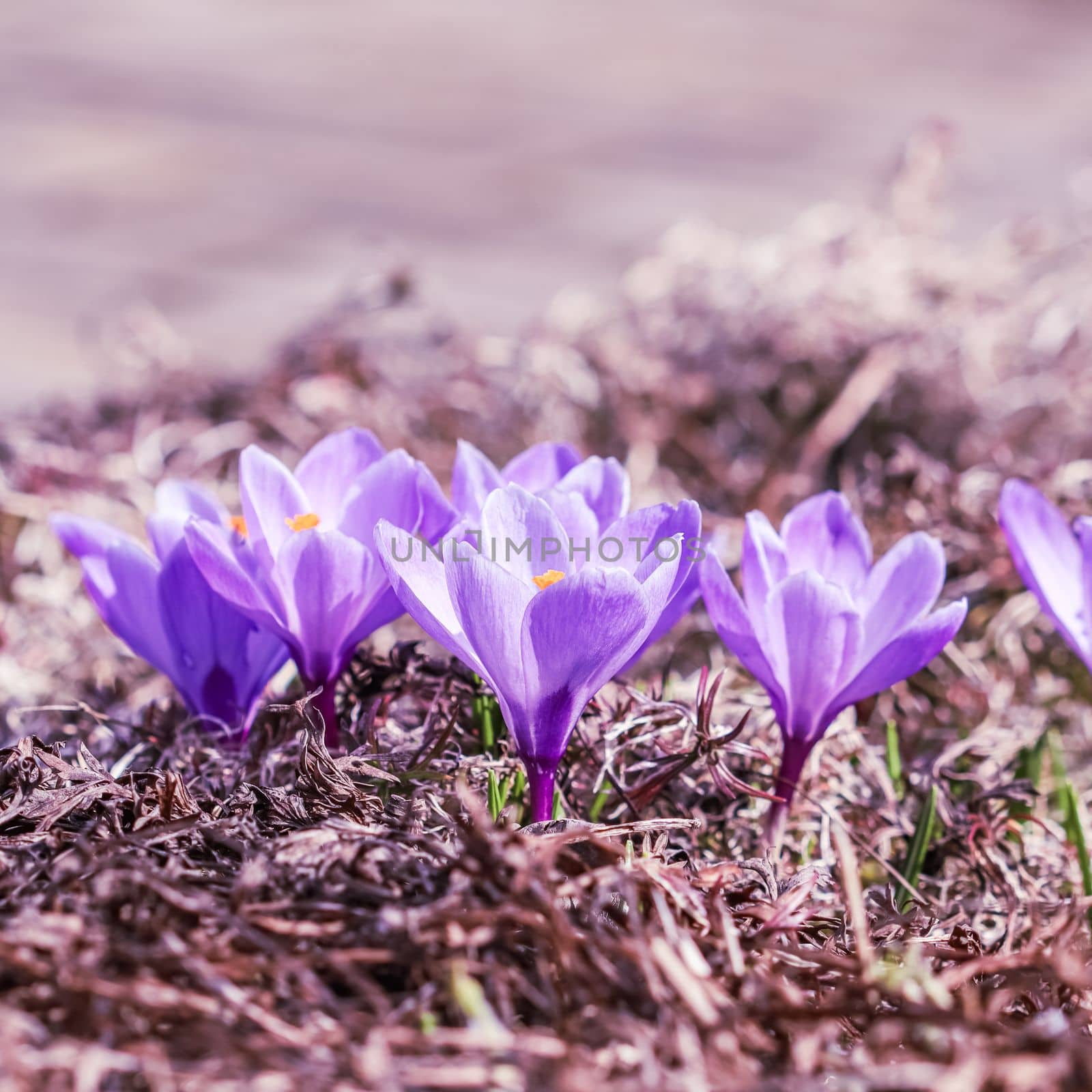 Blooming violet crocus flowers in a sunny spring garden by Olayola