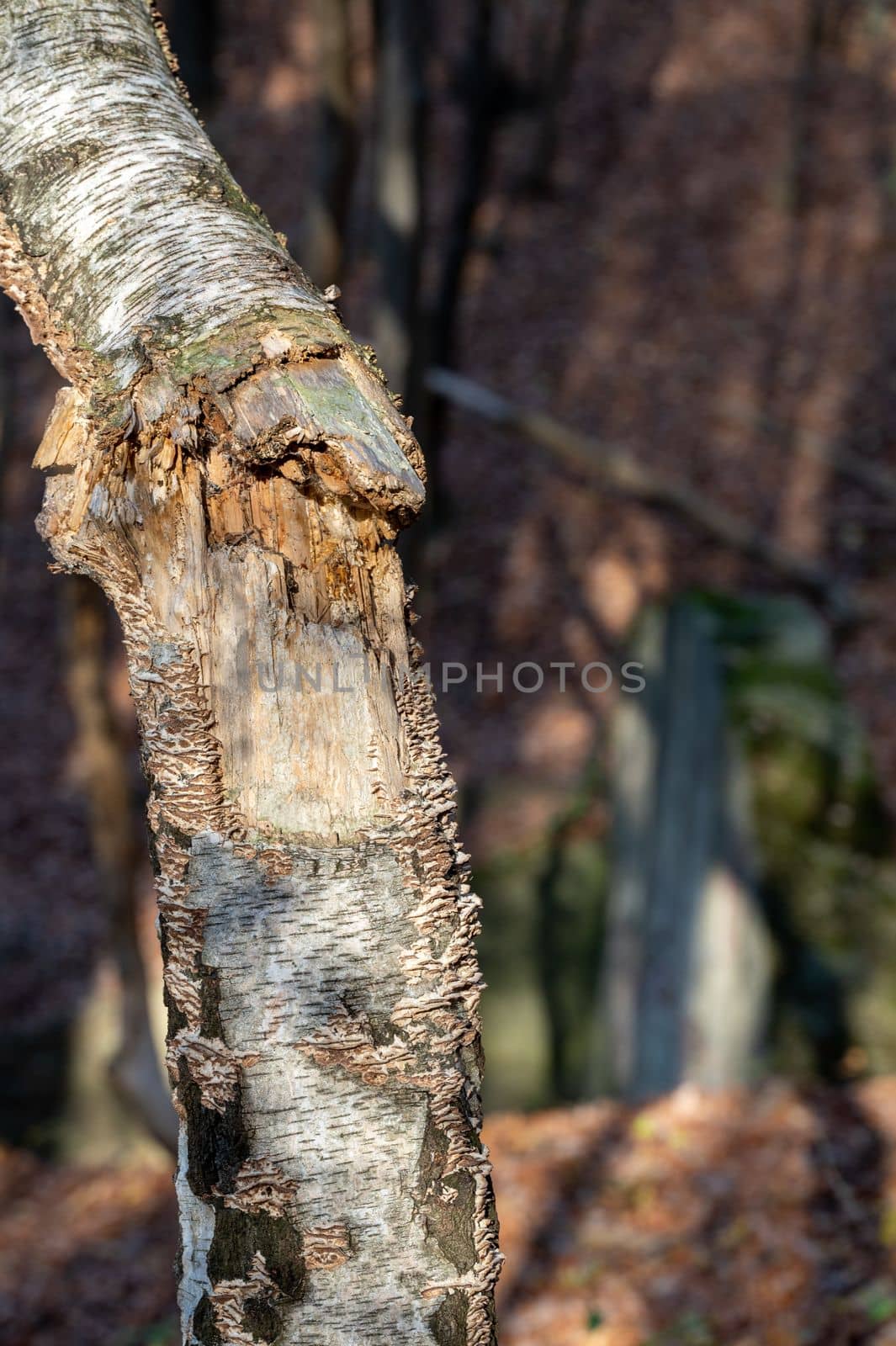 A fracture of a birch trunk caused by a strong wind.