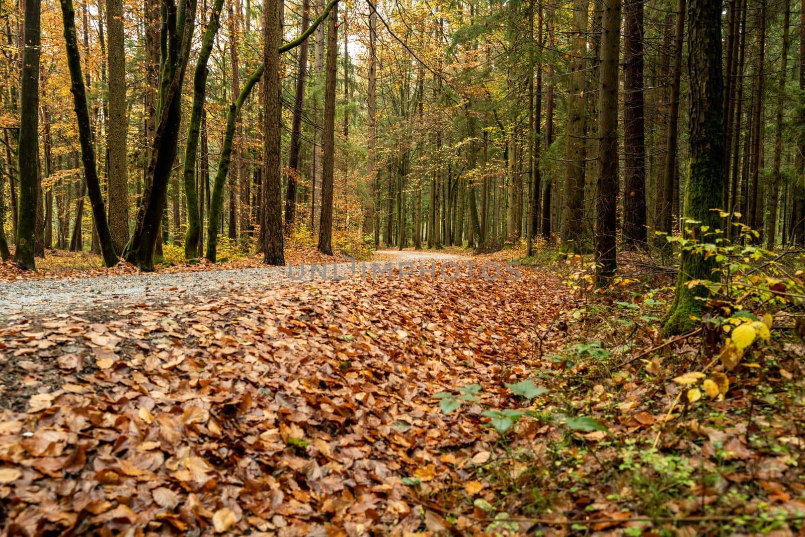 A forest road leads across a colorful autumn forest with many leaves already lying on the ground.