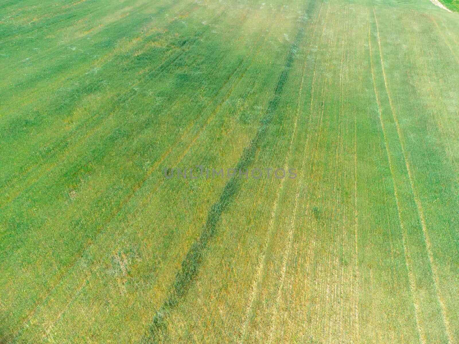 Green wheat field in countryside, close up. Field of wheat blowing in the wind at sunny spring day. Young and green Spikelets. Ears of barley crop in nature. Agronomy, industry and food production