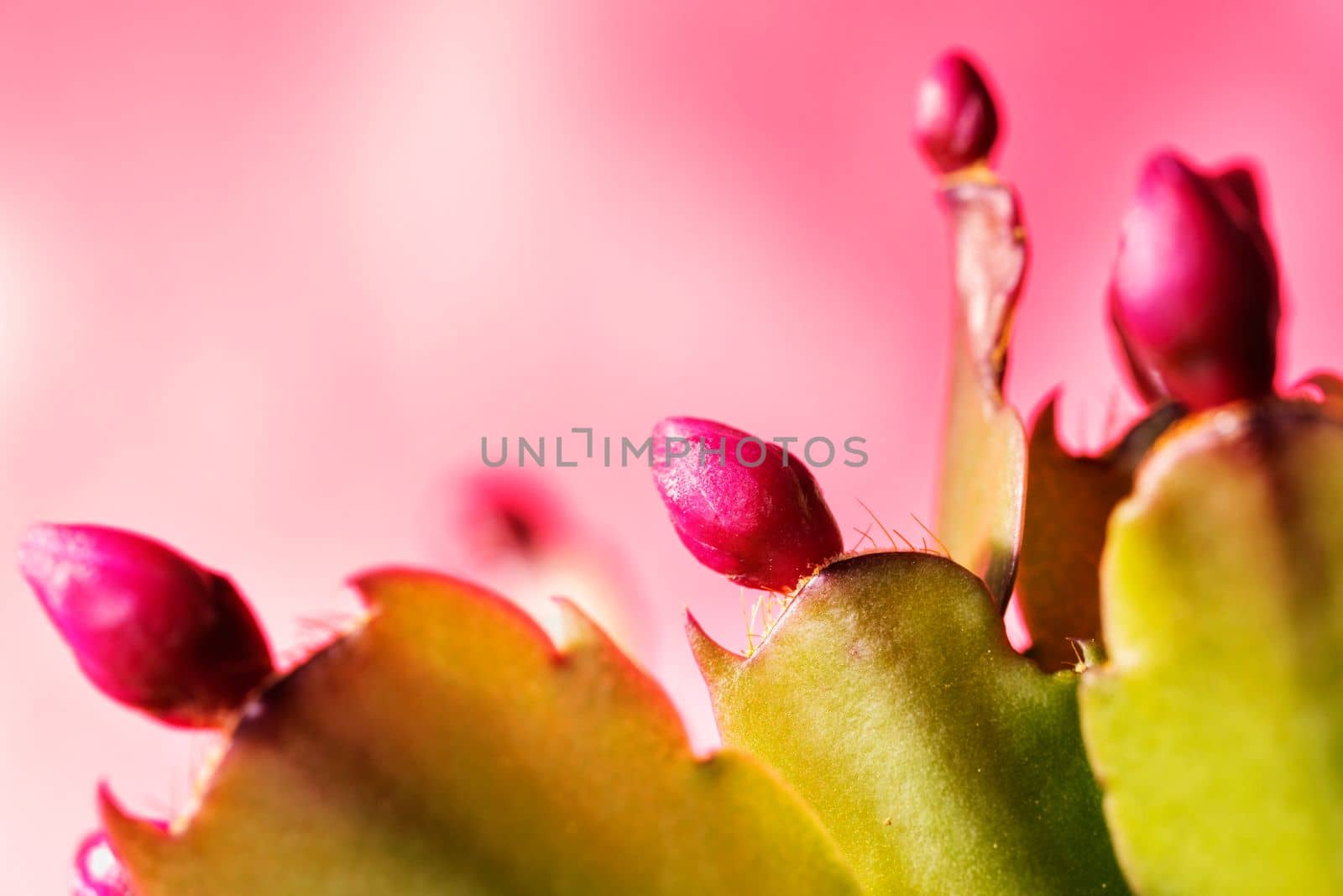 Red flowers of thanksgiving cactus by victimewalker