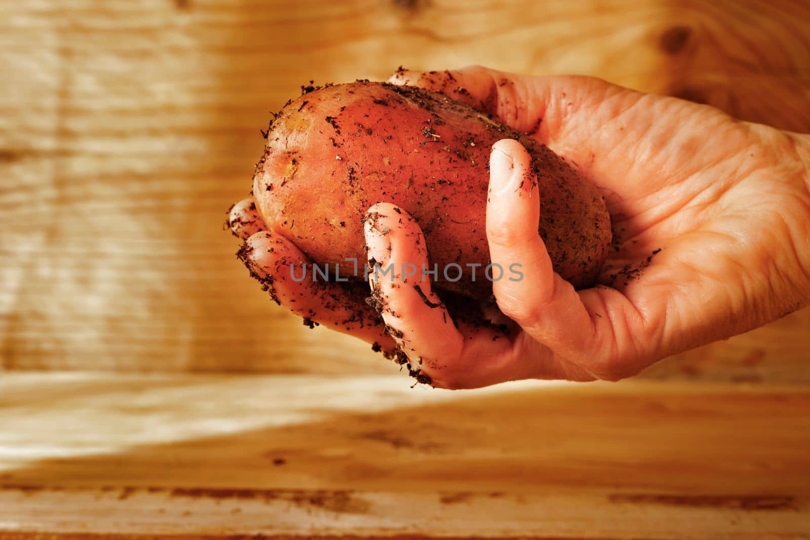 Harvested potato with soil on dirty hand , agricultural occupation