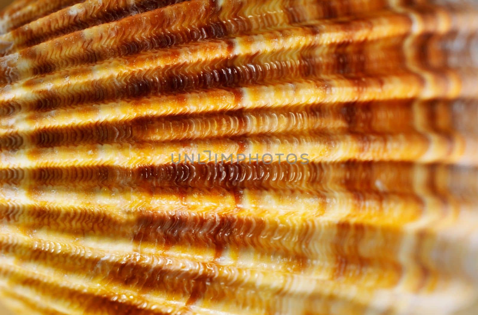 Detail of orange seashell ,abstract background