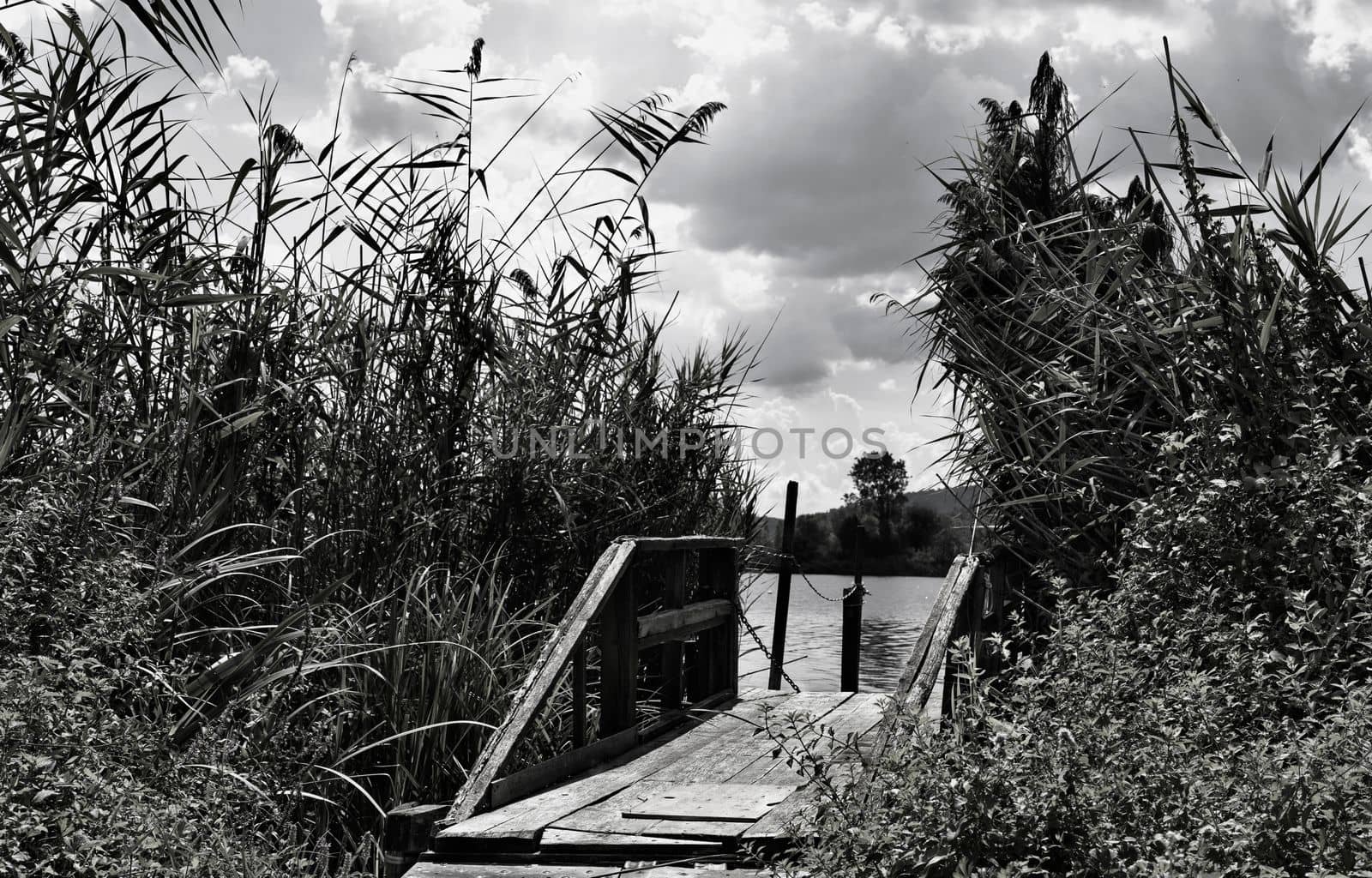 Old wooden pier on lake between common reeds  , black and white photography