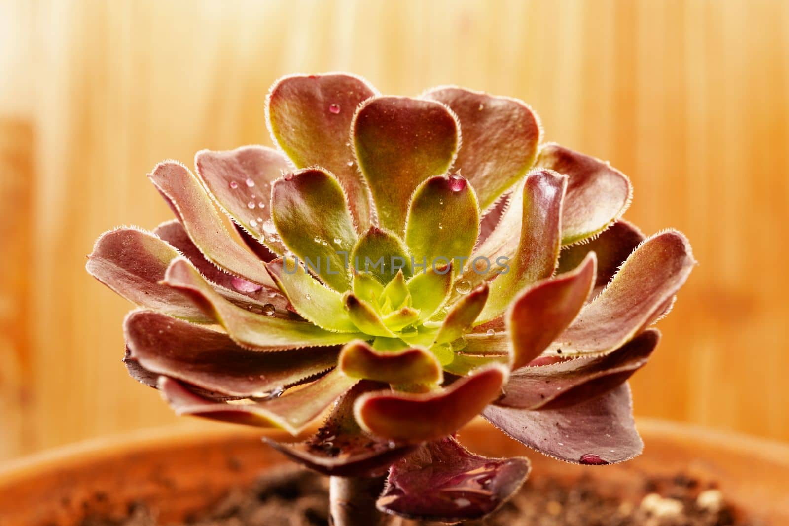 Succulent plant , common houseleek by victimewalker