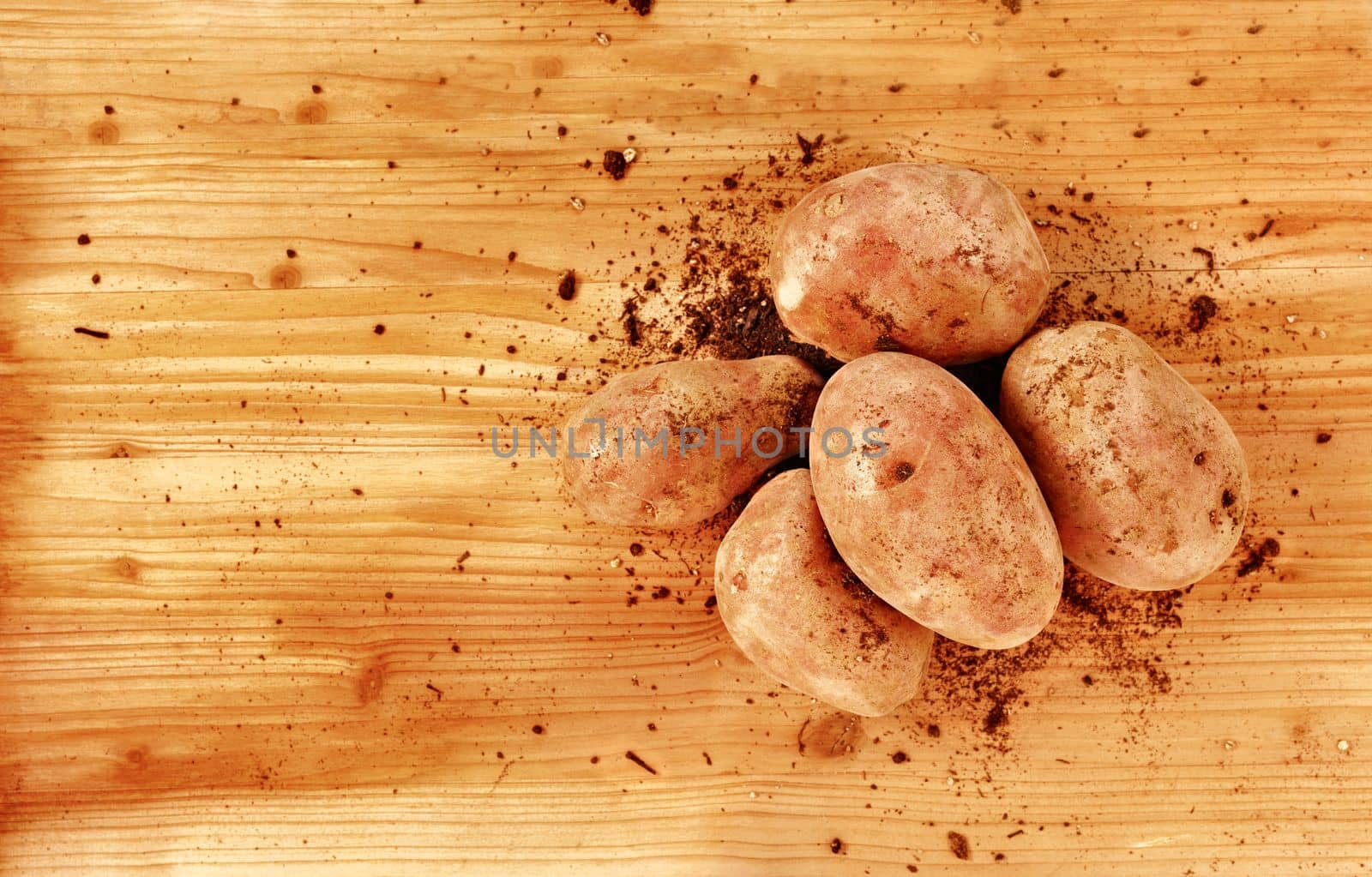 Harvested potatoes with soil on wooden table , vegetarian food