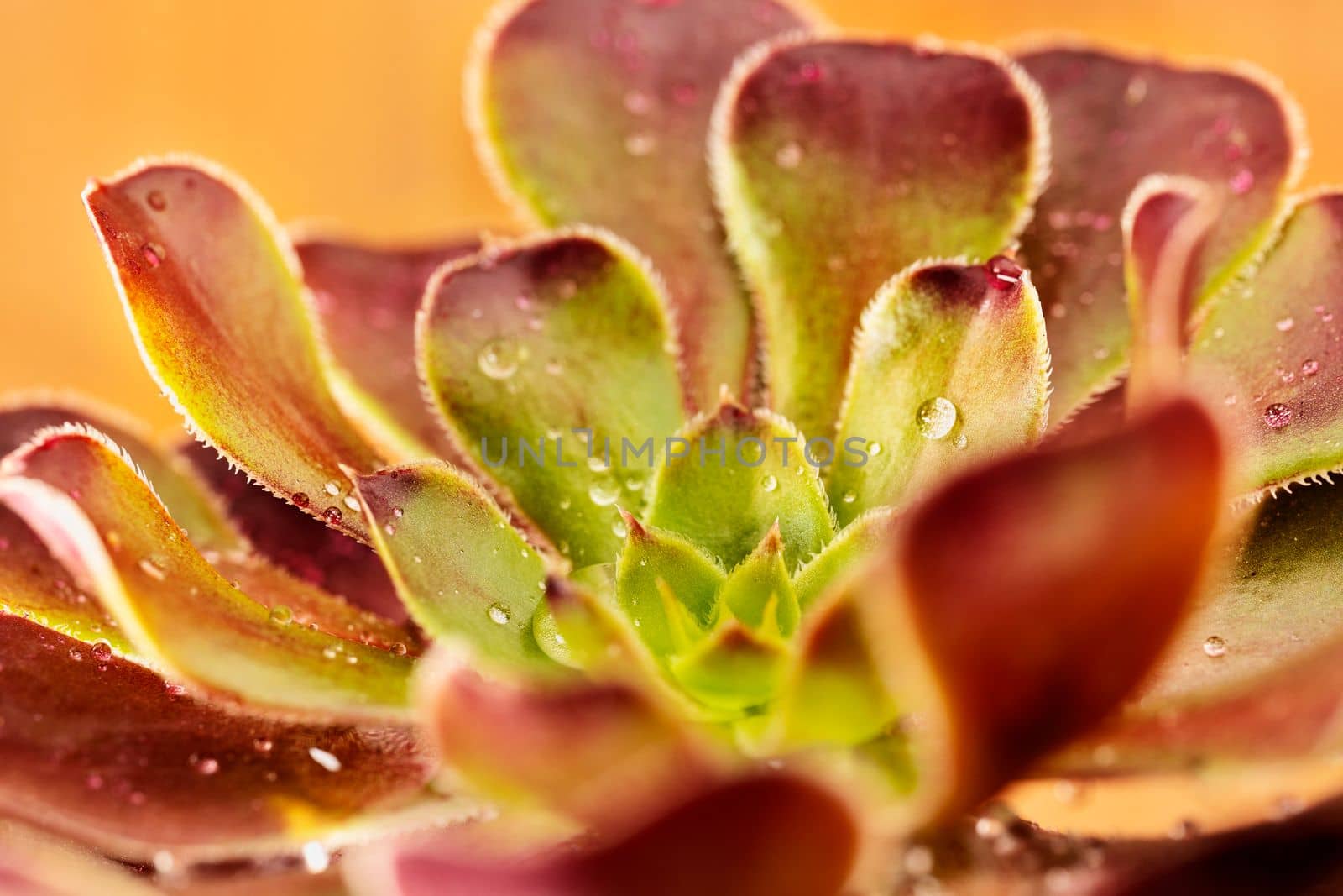 Plant of  sempervivum tectorum ,the common houseleek with water drops , succulent evergreen plant 