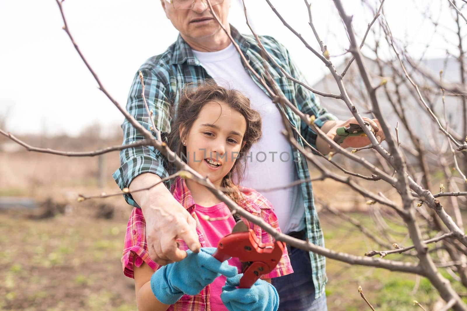 gardening, grandfather and granddaughter in the garden pruning trees by Andelov13