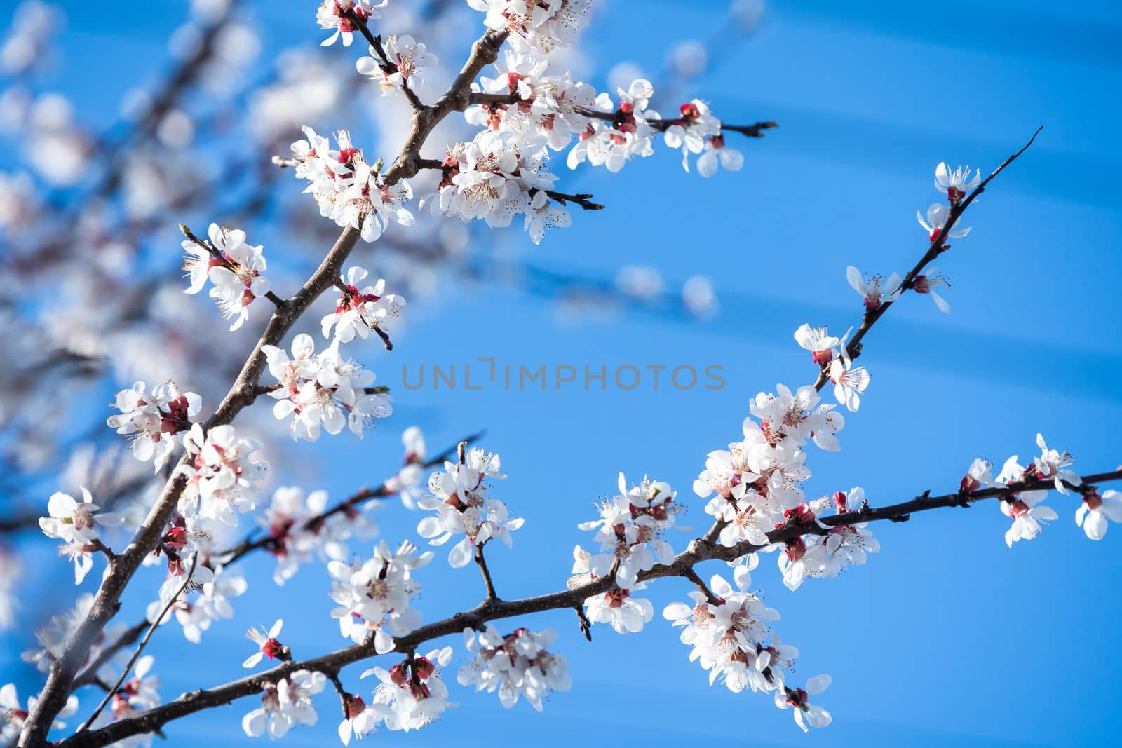 Flowers of the cherry blossoms on a spring day.