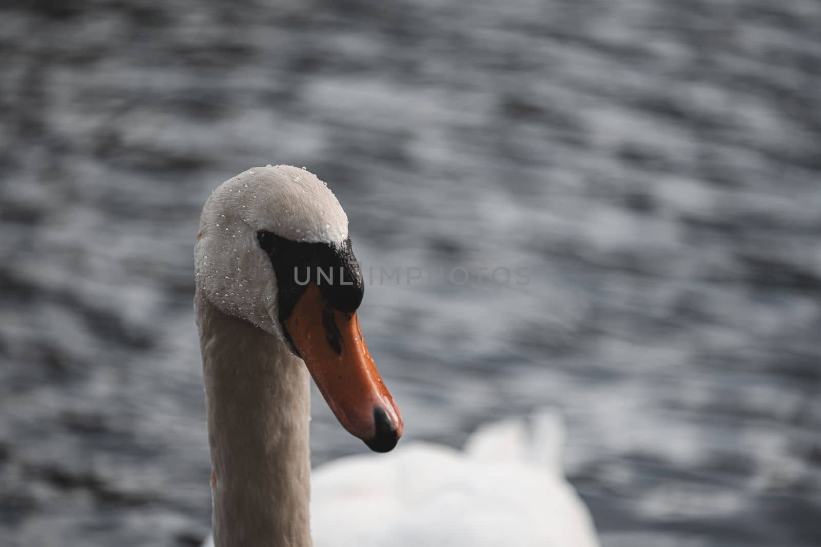 Beautiful portrait of graceful swan by exndiver