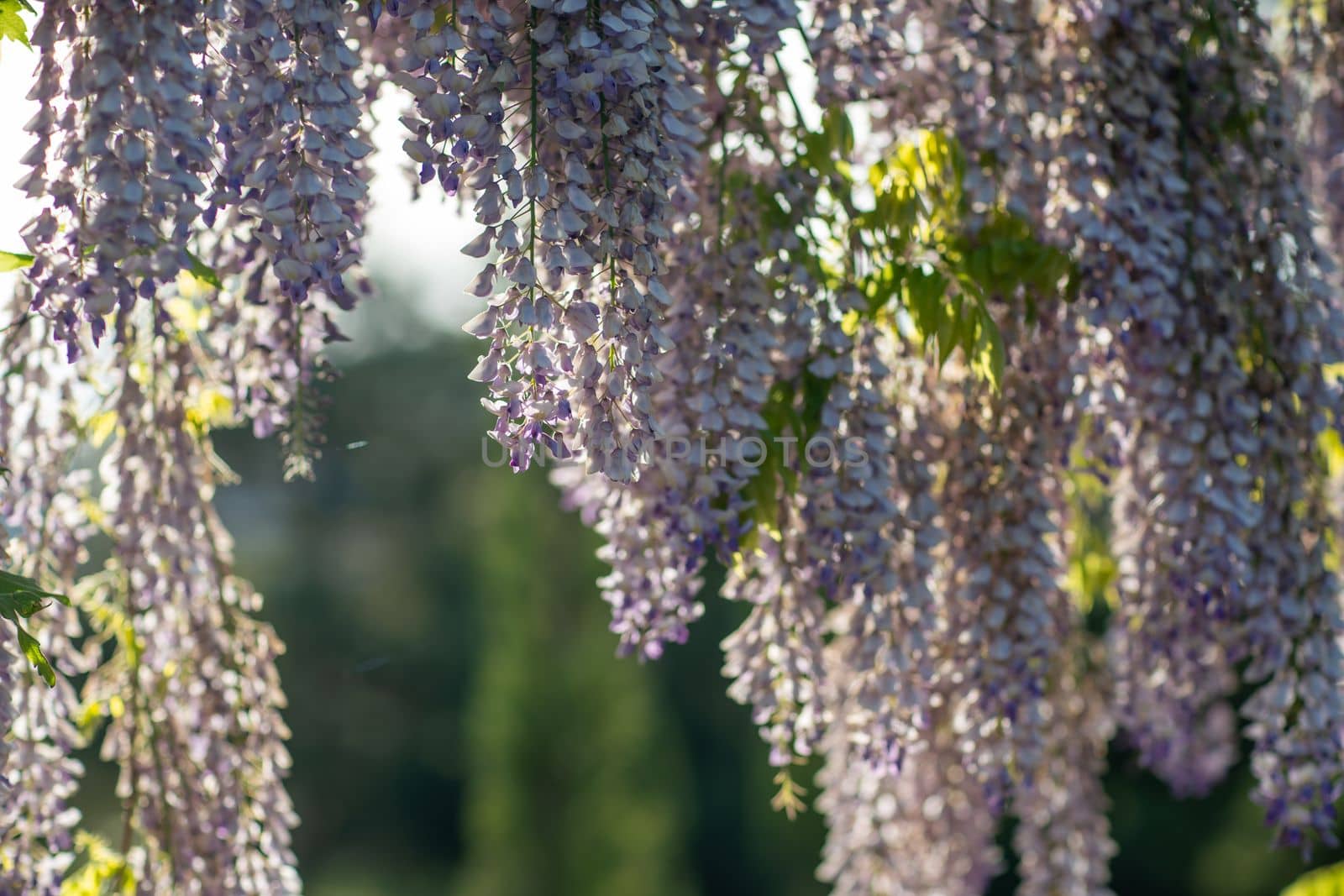 Close up view of beautiful purple wisteria blossoms hanging down from a trellis in a garden with sunlight shining from above through the branches on a sunny spring day