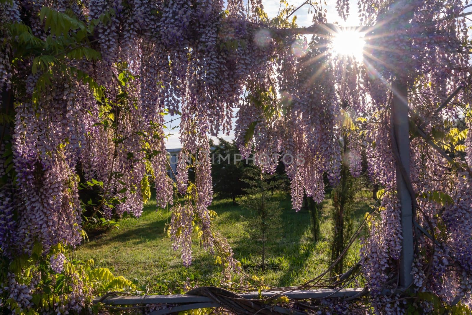 Close up view of beautiful purple wisteria blossoms hanging down from a trellis in a garden with sunlight shining from above through the branches on a sunny spring day