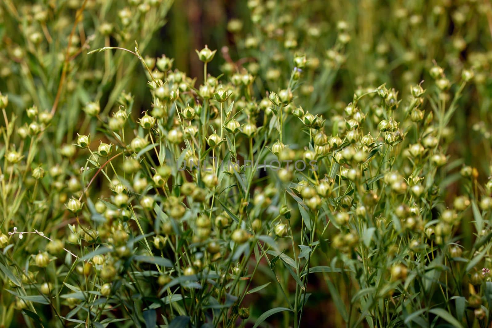 Flax on the field. A flax plant with green seeds close up after blooming. Agricultural crop for the production of vegetable oil.