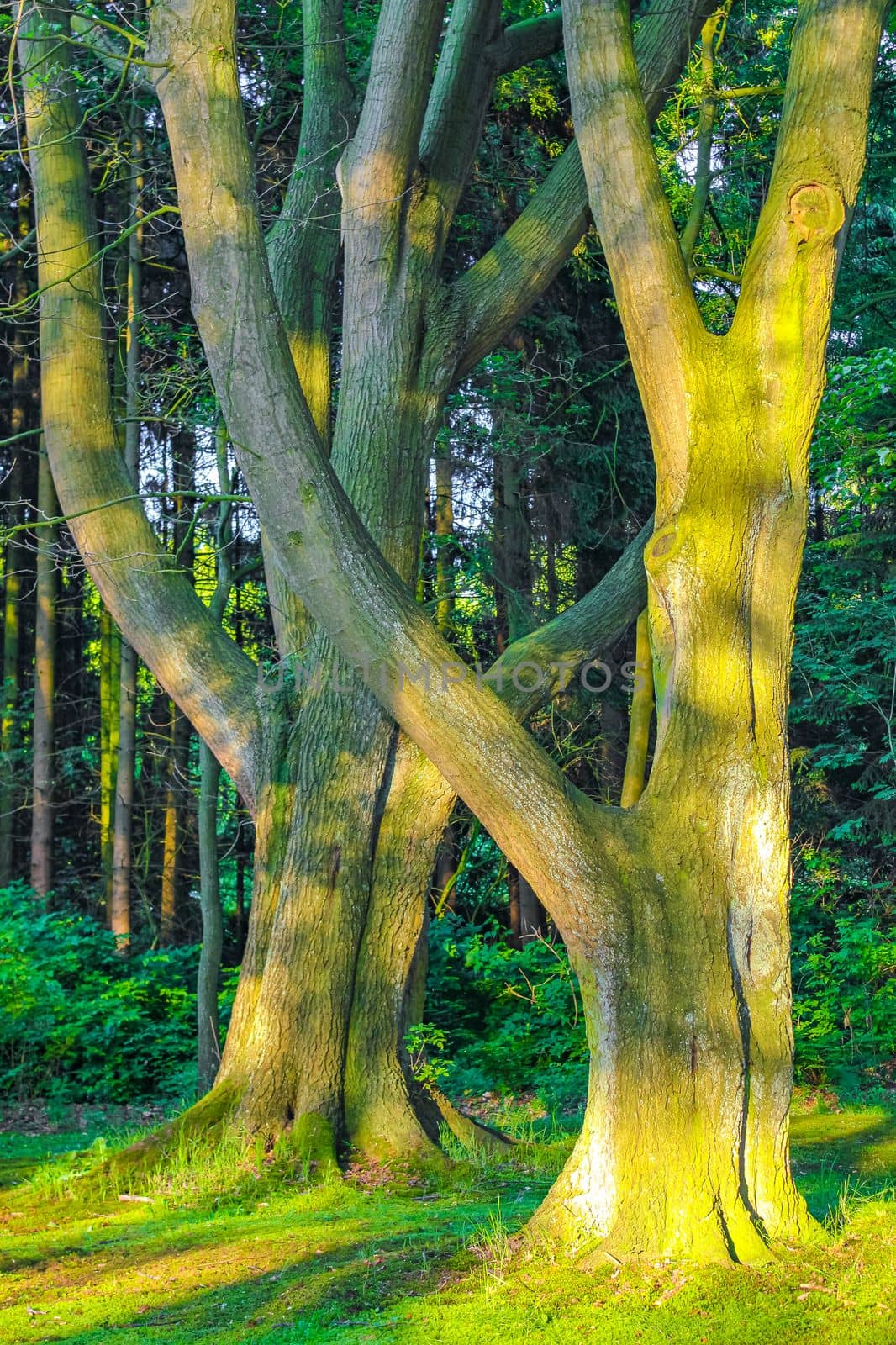 Natural beautiful panorama view with pathway and green plants trees in the forest of Speckenbütteler Park in Lehe Bremerhaven Germany.