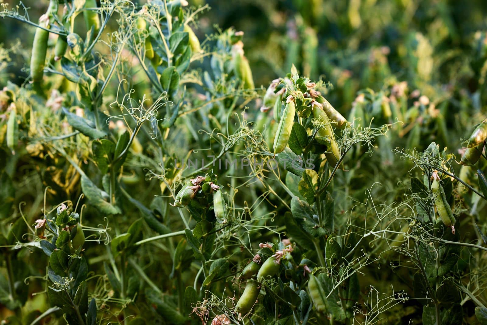 Pods of ripening green peas closeup. Green pea pods ripen on bush. Vegetable garden with growing green peas. Ripen green peas. Growing organic food.