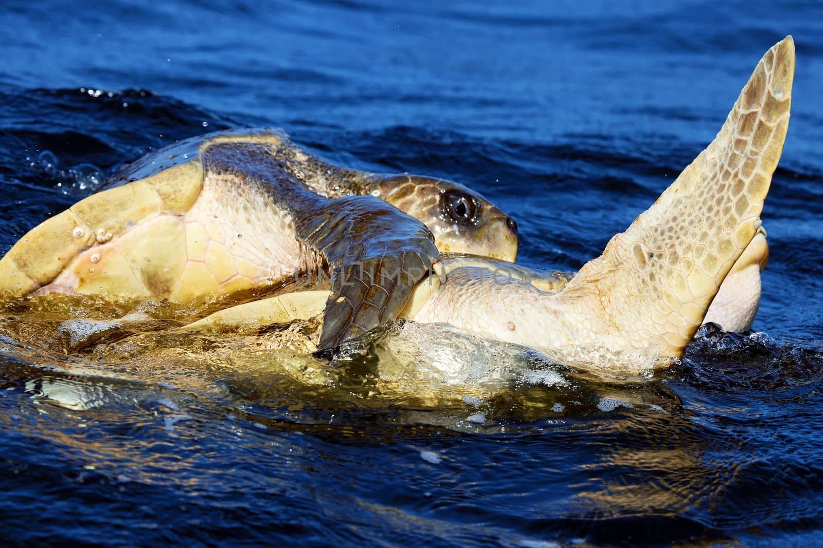 Mating of sea turtles in the open ocean. Olive ridley sea turtles or Lepidochelys olivacea during the mating games. The life of marine reptiles.