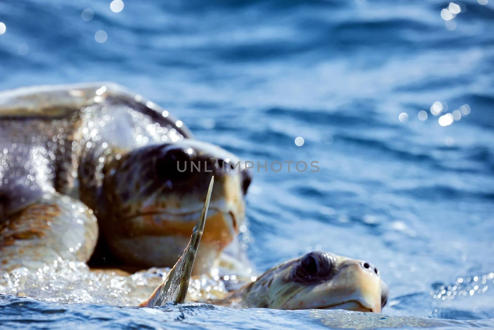 Mating of sea turtles in the open ocean. Olive ridley sea turtles or Lepidochelys olivacea during the mating games. The life of marine reptiles.