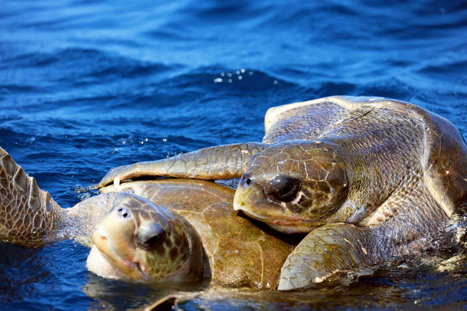 Mating of sea turtles in the open ocean. Olive ridley sea turtles or Lepidochelys olivacea during the mating games. The life of marine reptiles.