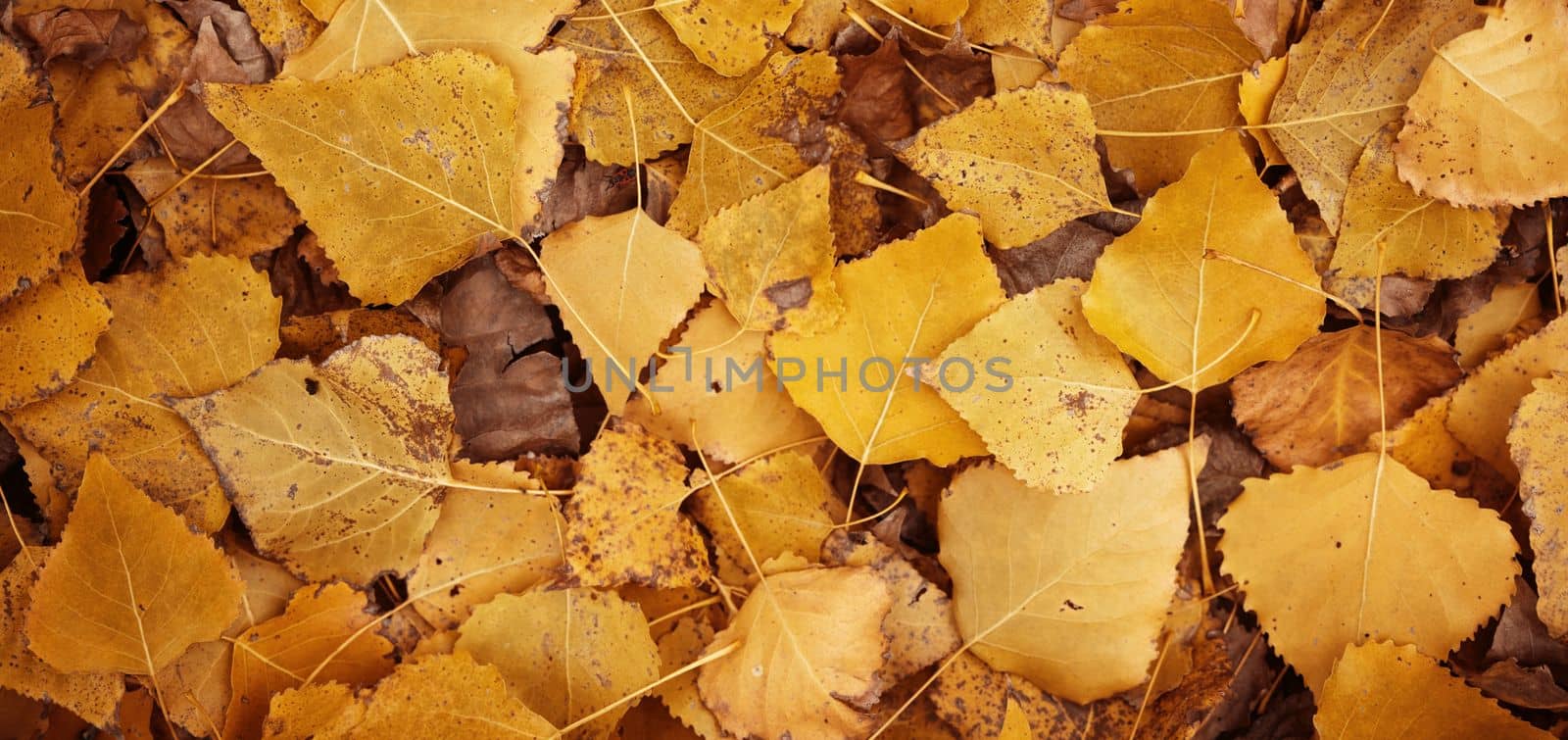 Background of yellow leaves. Beautiful autumn leaves lie in a dense carpet. View of fallen autumn leaves from above.