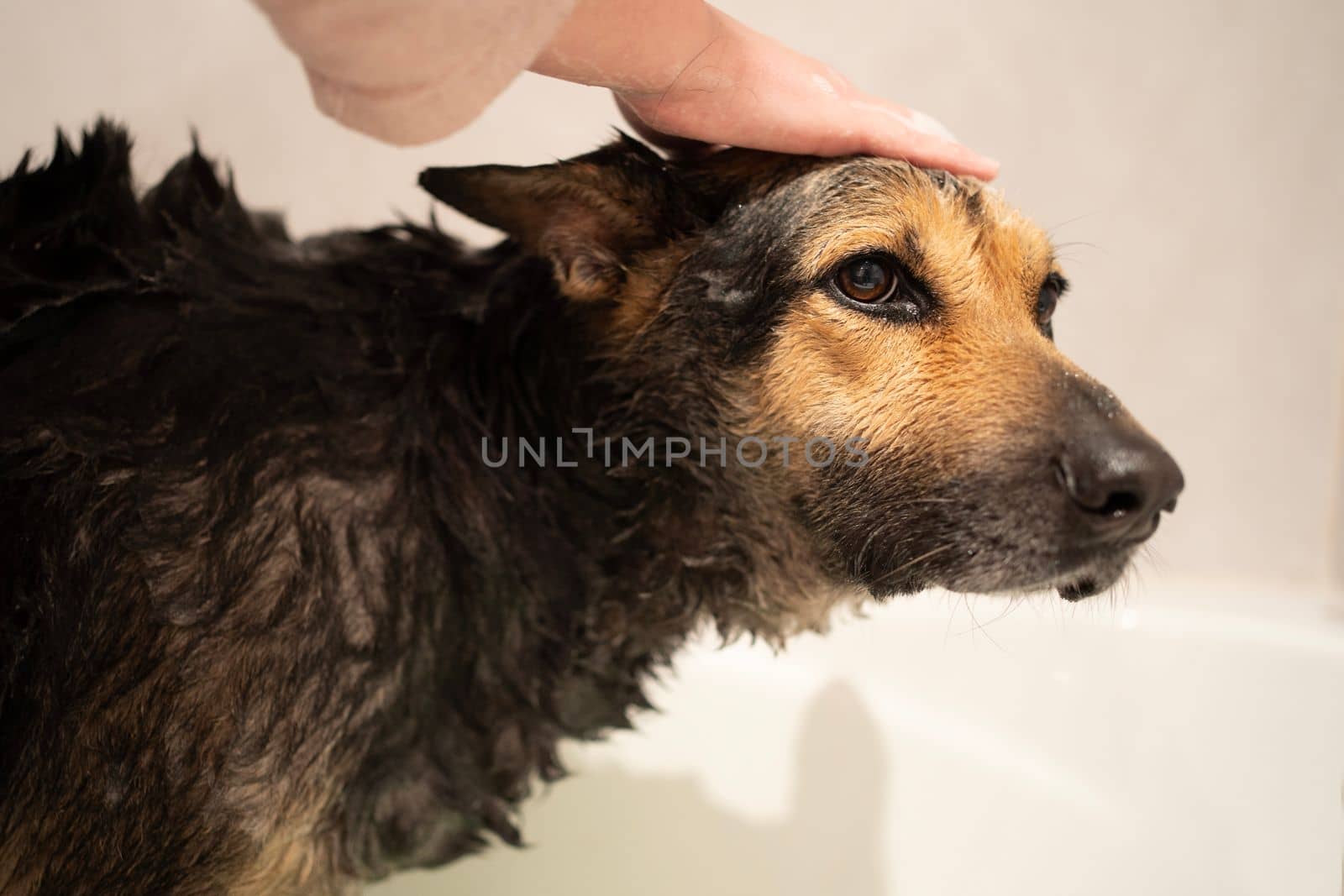 washing the dog at home.