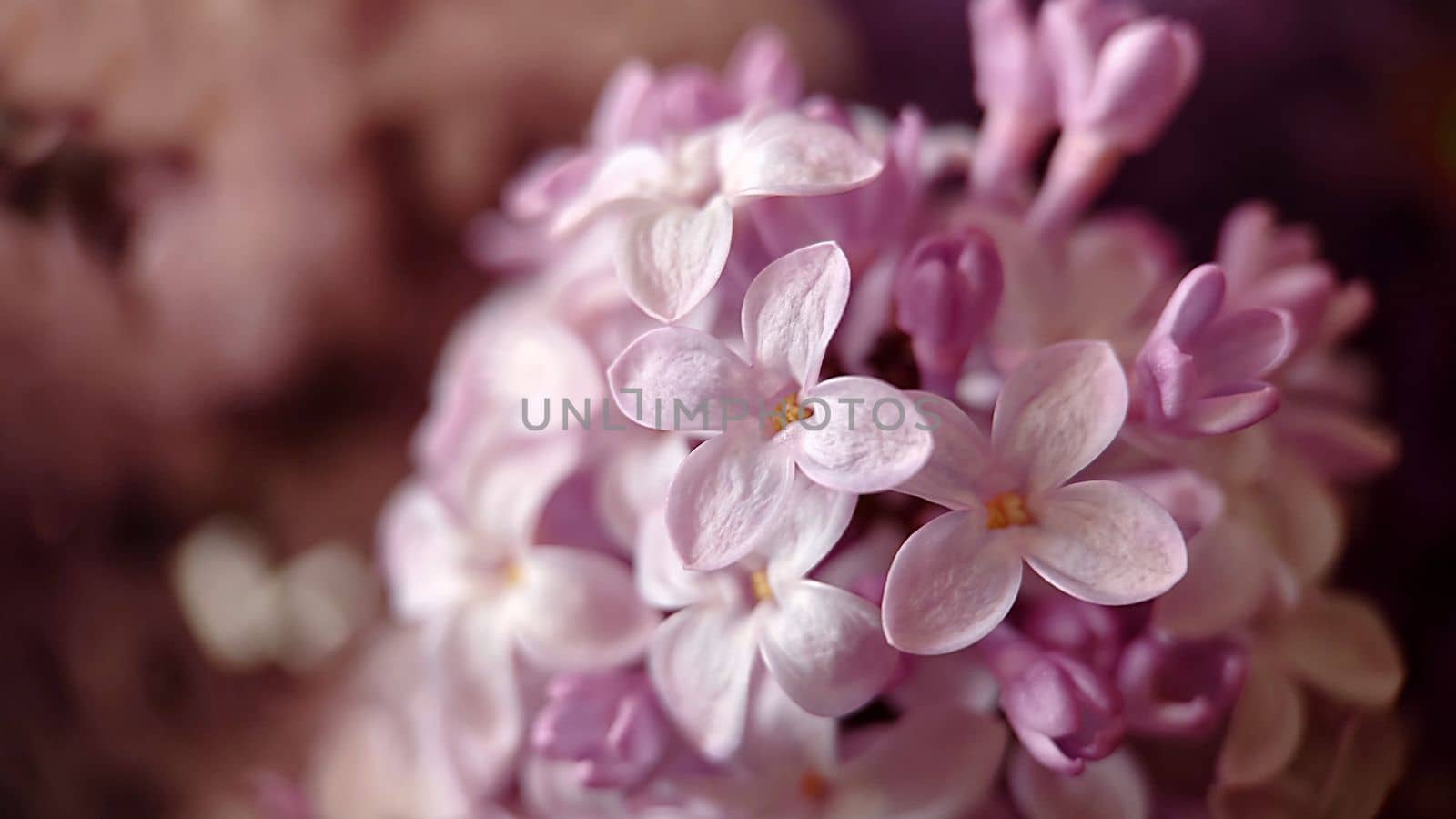 Pale lilac petals of blooming lilac close-up. Macrophotography.Texture or background