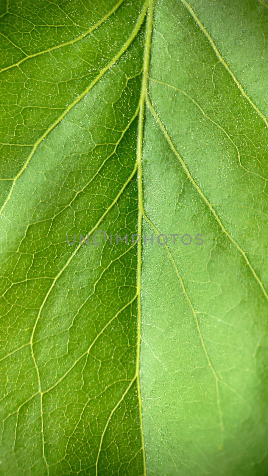 Green leaf with veins close-up.Texture or background