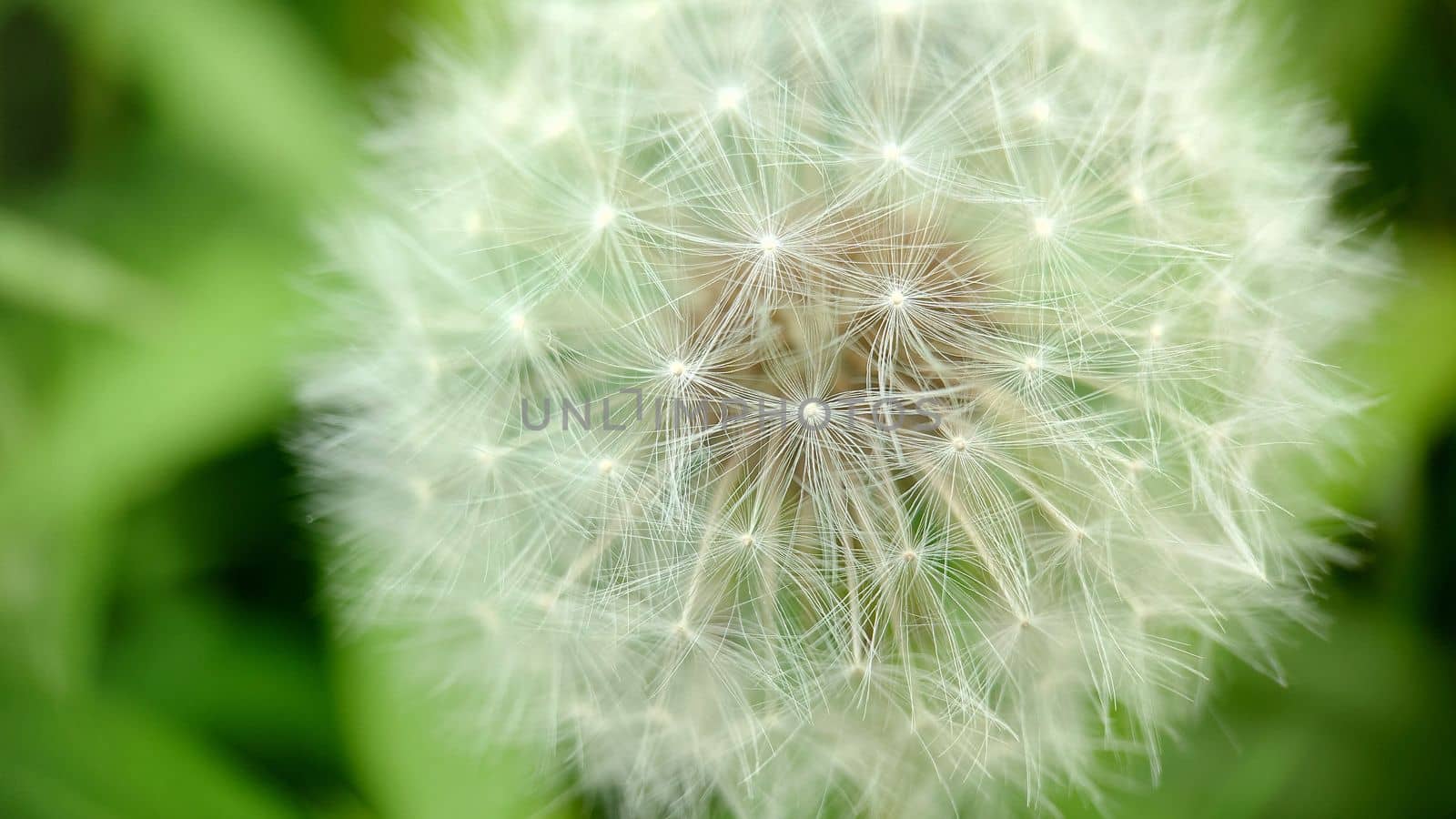 Macrophotography.A ripe dandelion bud. White dandelion flowers in green grass.Texture or background