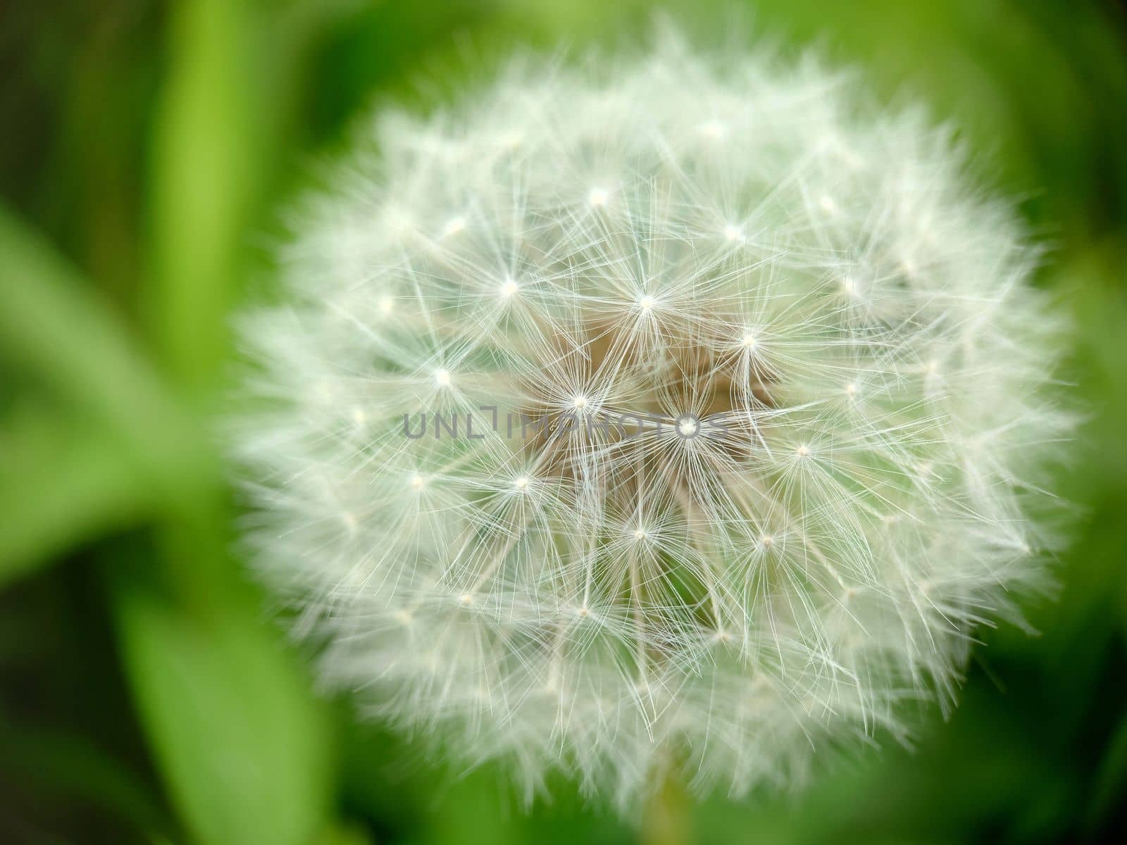 Ripe fluffy head of a field dandelion.Texture or background