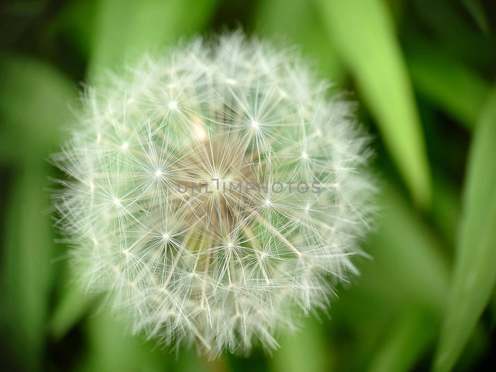Macrophotography.A ripe dandelion with a spherical fluffy head . Texture or background.Selective focus.