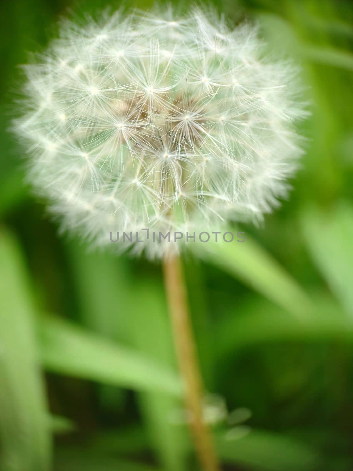 Macrophotography.A snow - white fluffy head of a ripe dandelion against a background of green grass . Texture or background.Selective focus.