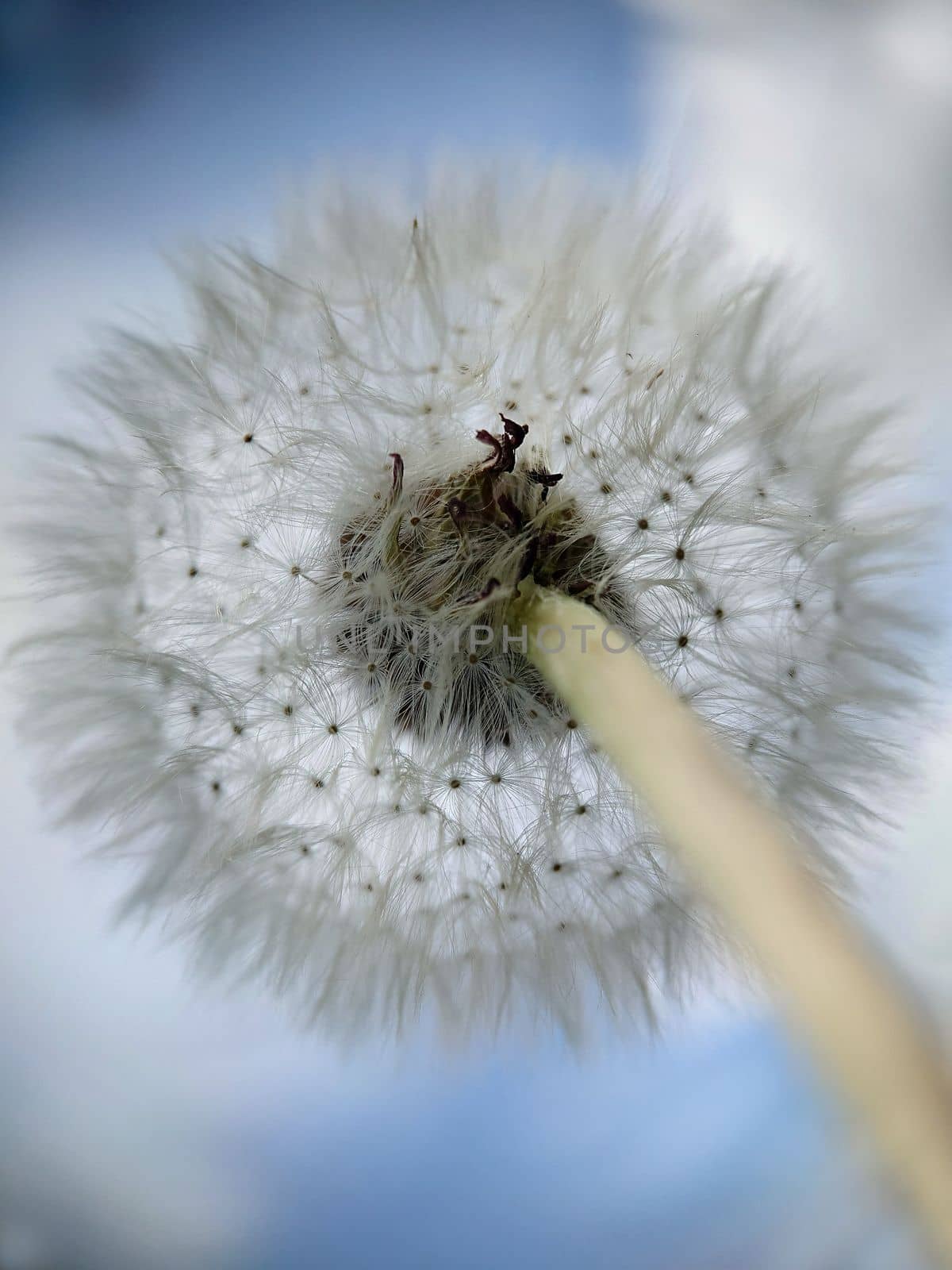 A lush round sphere of the white color of a ripe dandelion.View from an angle.Texture or background.Macro.