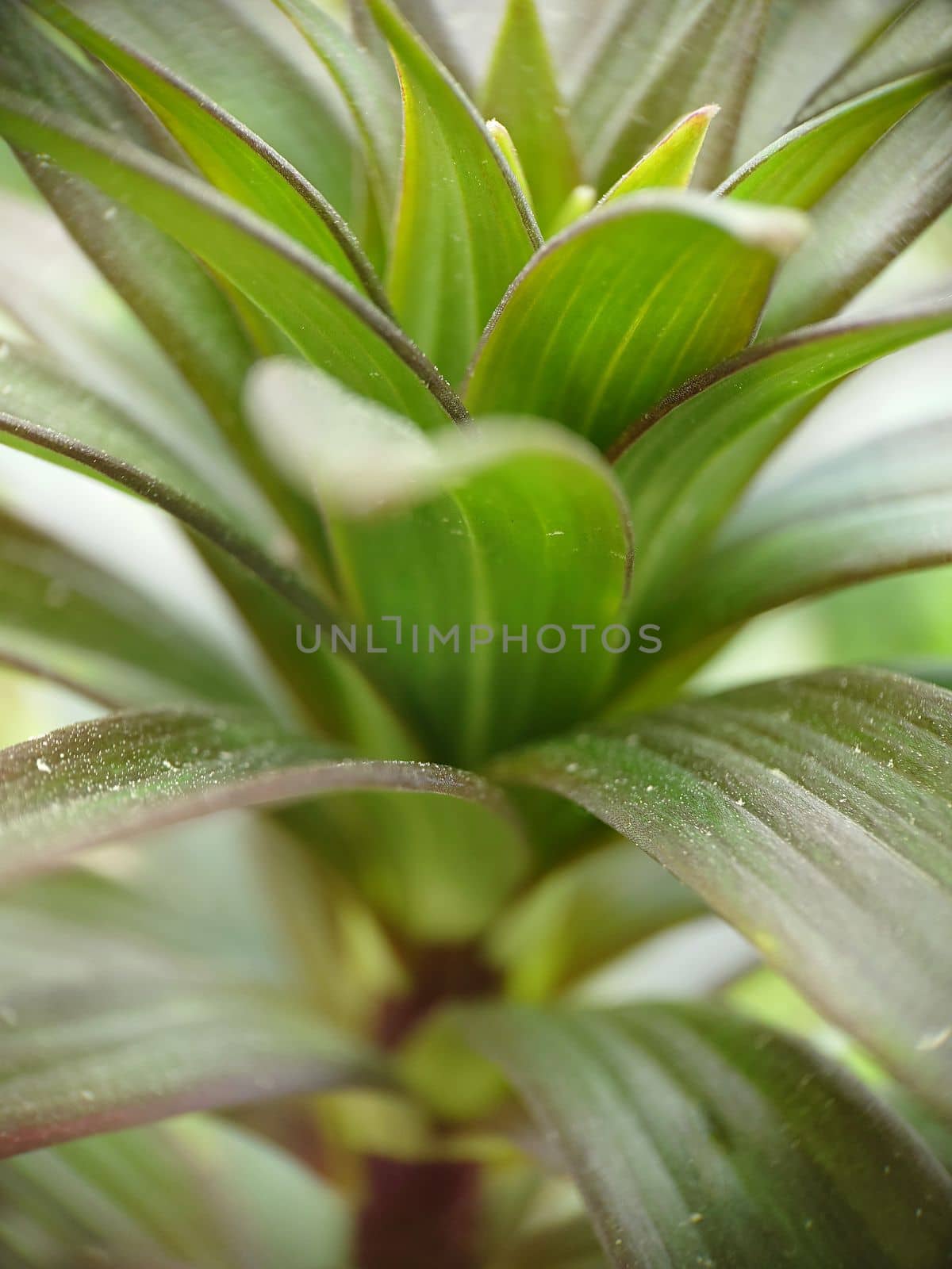 Background image of lily foliage without a flower close-up.Texture or background.Macrophotography.