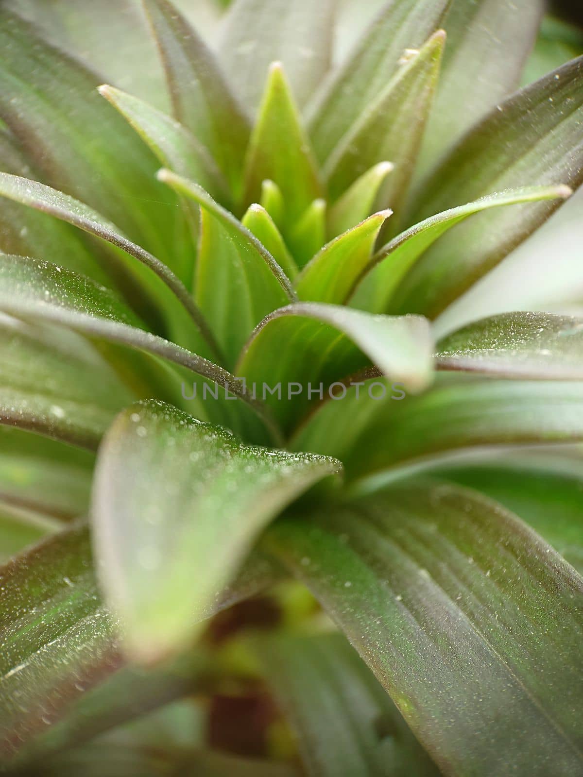 Background texture of green foliage of a lily without a flower outdoors.Macrophotography.