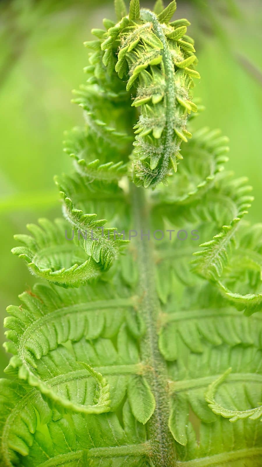 Macrophotography.Texture or background.Developing twisted leaf of a green fern