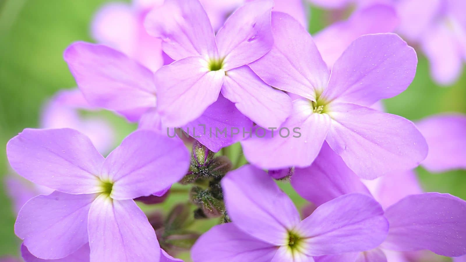 Macrophotography.Texture or background.Lilac garden phlox with a yellow-green center.