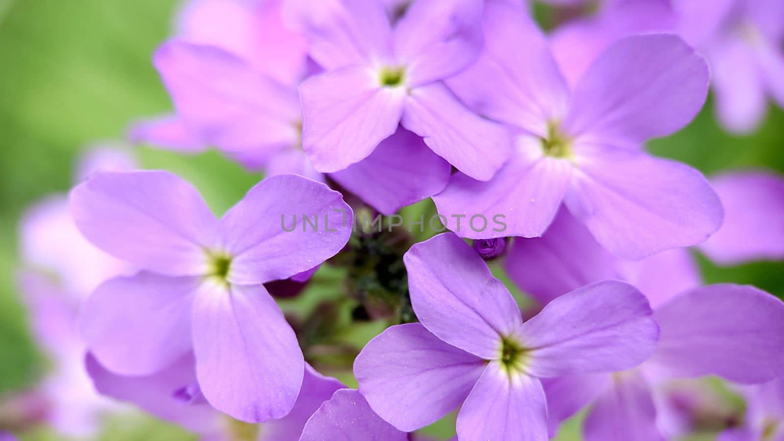 Macrophotography.Texture or background.Small blooming lilac phlox flowers close-up.