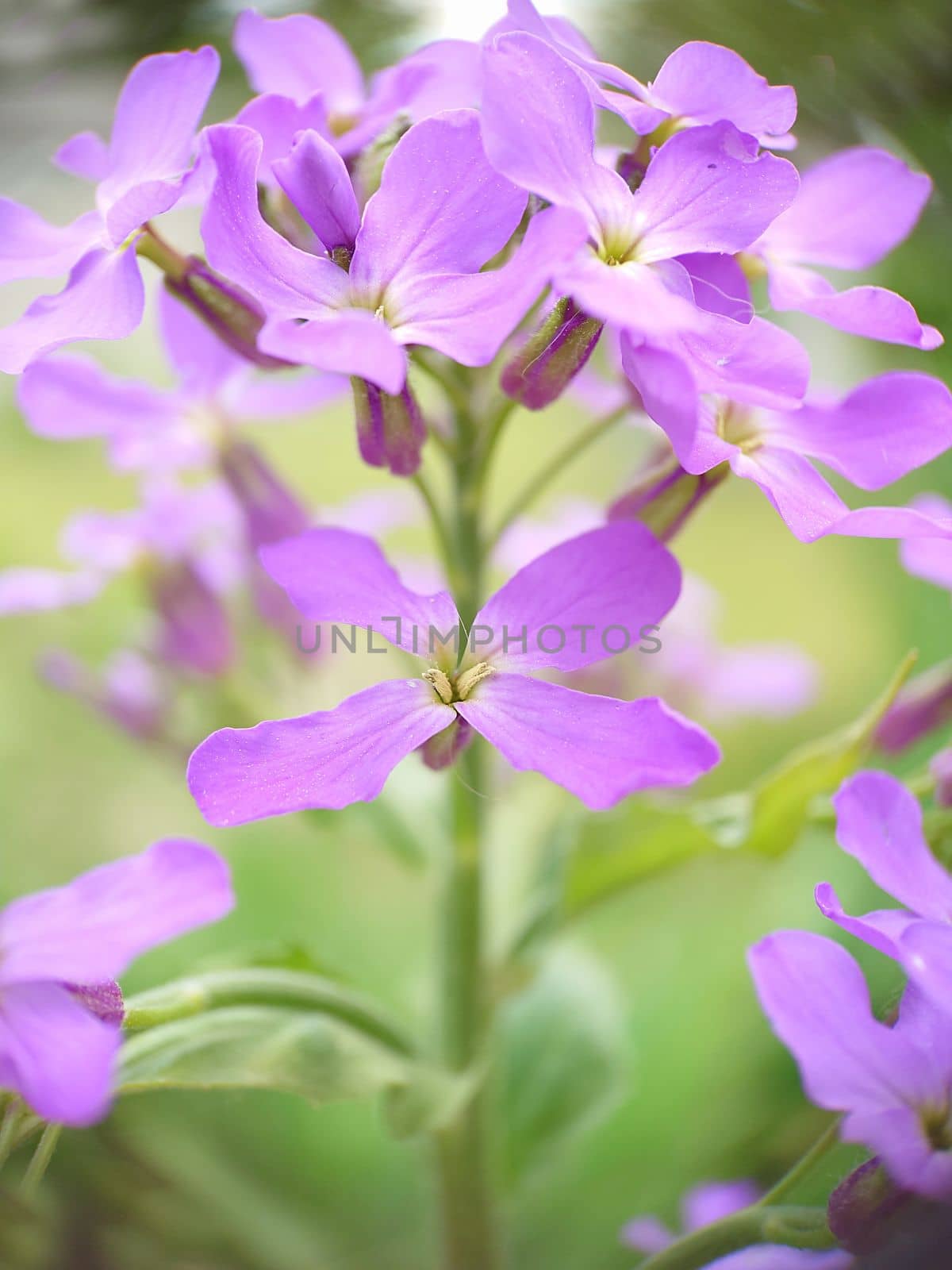 Macrophotography.Texture or background.Blooming lilac phlox in the garden close-up