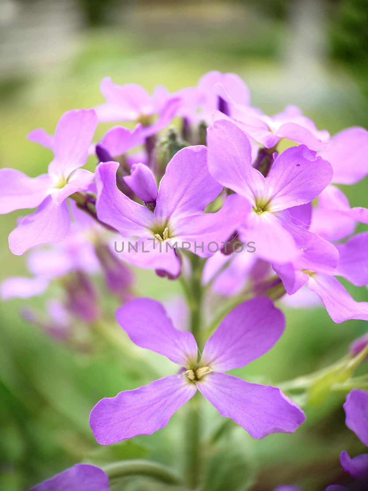 Macrophotography.Texture or background.In spring, lilac phlox blooms with a green center in the open air