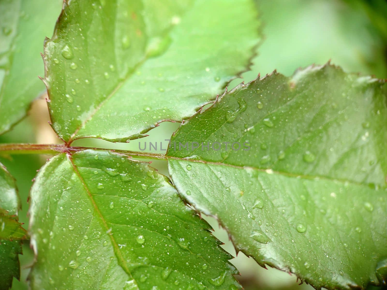 Rose leaves with raindrops on the surface close-up.Macrophotography.Texture or background.